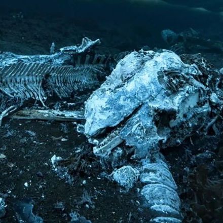 Οι επιστήμονες ανακάλυψαν πλάσμα που τρώει σκελετό φάλαινας και ζει για εκατοντάδες χρόνια