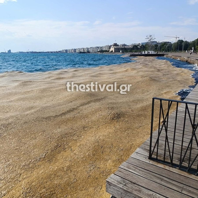 Θεσσαλονίκη: Το φυτοπλαγκτόν επέστρεψε στον Θερμαϊκό – Αντιαισθητική η εικόνα στο παραλιακό μέτωπο