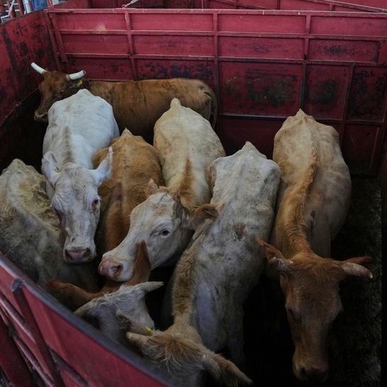 ΗΠΑ: Εντοπίστηκε θανατηφόρο σαρκοφάγο παράσιτο σε βοοειδή για πρώτη φορά από το 1966