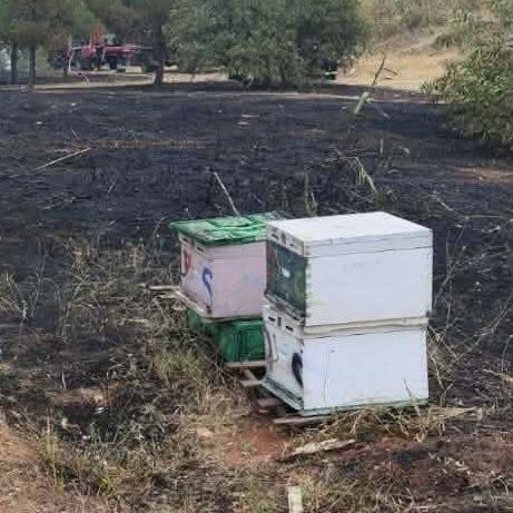 Άλσος Βεΐκου: Συνελήφθη ο μελισσοκόμος από τον οποίο ξεκίνησε η φωτιά - Θα οδηγηθεί στον εισαγγελέα