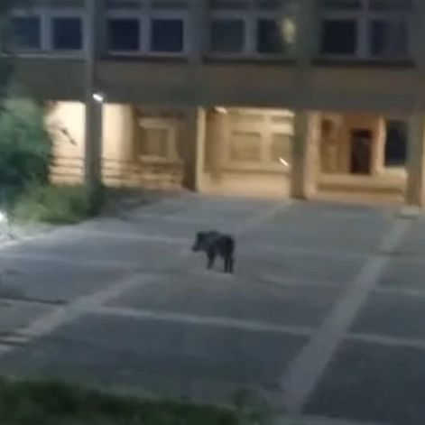 Πάτρα: Αγριογούρουνα κινούνται ανενόχλητα στην Πανεπιστημιούπολη - Δείτε βίντεο