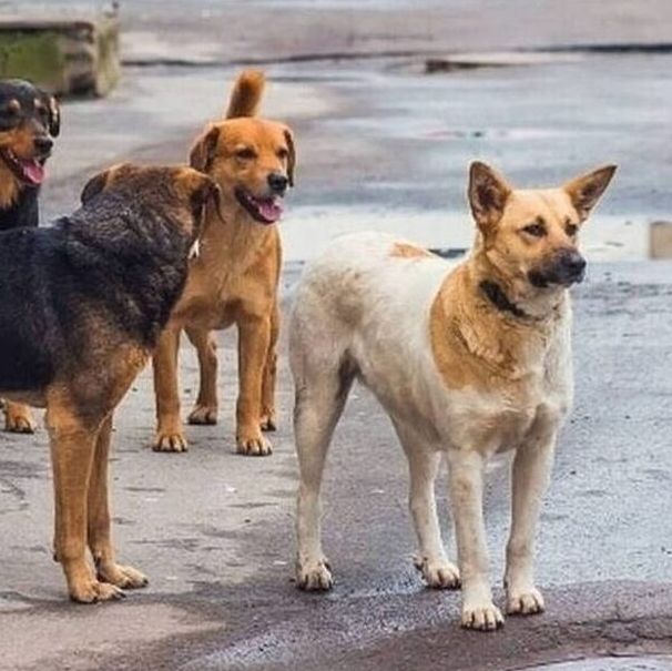 Θεσσαλονίκη: Αγέλη σκύλων τρομοκρατεί τους κατοίκους - «Δεν μπορούμε να κυκλοφορήσουμε»