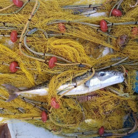 «Εισβολή» λαγοκέφαλων προκαλεί χάος στις ελληνικές θάλασσες - Σε απόγνωση οι ψαράδες