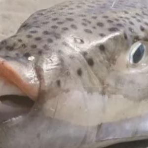 Λαγοκέφαλοι: Ο αόρατος κίνδυνος στις ελληνικές θάλασσες - Τι να κάνετε σε περίπτωση δαγκώματος
