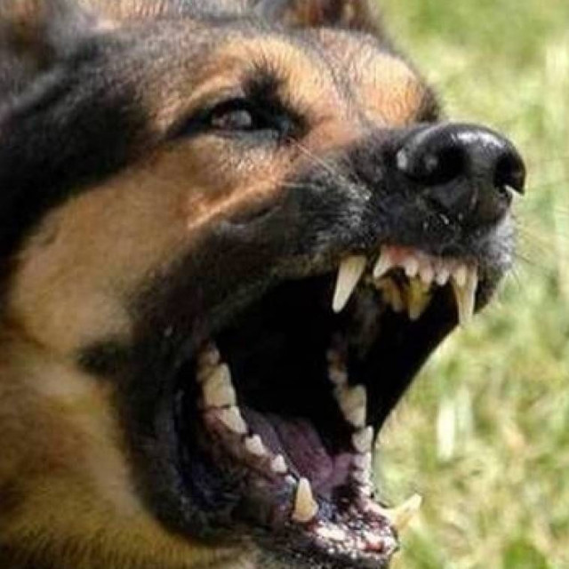 Ηράκλειο: Σκύλος επιτέθηκε και τραυμάτισε 9χρονο παιδί - Συνελήφθη ο ιδιοκτήτης του ζώου