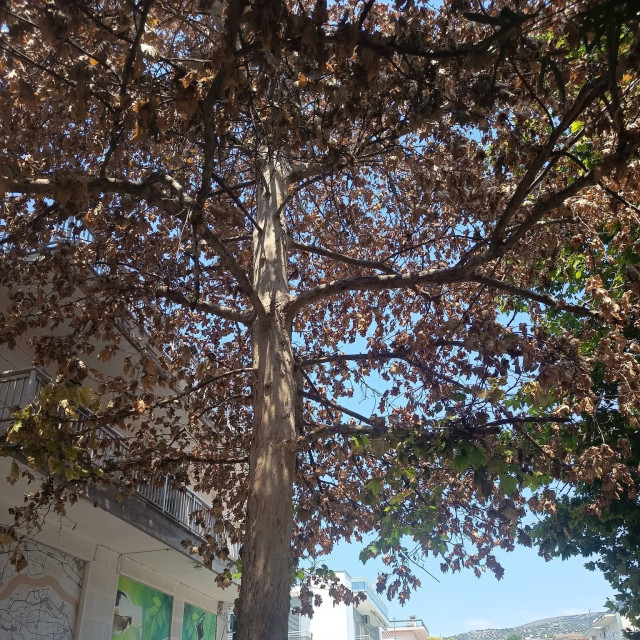 Αναστάτωση στη Νέα Αγχίαλο: Πλάτανος 200 ετών ξεράθηκε μέσα σε μια μόνο μέρα