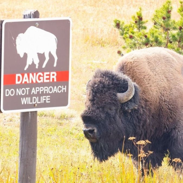 Επίθεση βίσωνα σε 12χρονο στο Εθνικό Πάρκο Yellowstone - Η πρώτη για το 2026