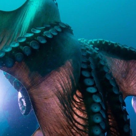Οι ερευνητές ταυτοποίησαν αρχαίο θηρευτή μήκους 19 μέτρων μόνο από το απολιθωμένο σαγόνι του