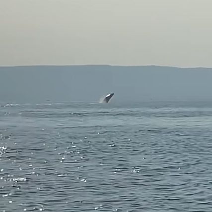 Φάλαινα έκανε άλματα στον Παγασητικό στη θέση Αγκίστρι – Δείτε βίντεο