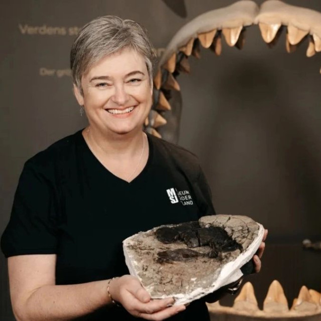 Megalodon: Βρέθηκε ο σπόνδυλος του μεγαλύτερου καρχαρία που είχε χαθεί σε μετακόμιση μουσείου
