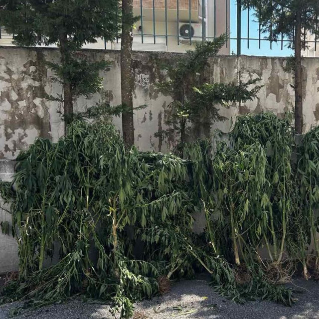 Θεσσαλονίκη: Καλλιεργούσε 26 δενδρύλλια κάνναβης σε δωμάτιο της οικίας του