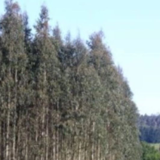 Η Ισπανία άρχισε να φυτεύει εκατομμύρια ευκαλύπτους το 1940: Σήμερα είναι εχθρός της βιοποικιλότητας