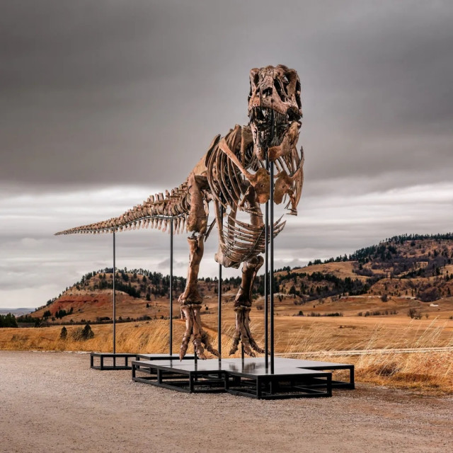 Στο «σφυρί» ο T. rex «Gus» έναντι 30 εκατ. δολαρίων – Η μάχη μεταξύ μουσείων και δισεκατομμυριούχων