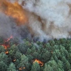 Γαλλία: Τεράστια πυρκαγιά έξω από το Παρίσι - Στις φλόγες το δάσος του Φοντενεμπλό