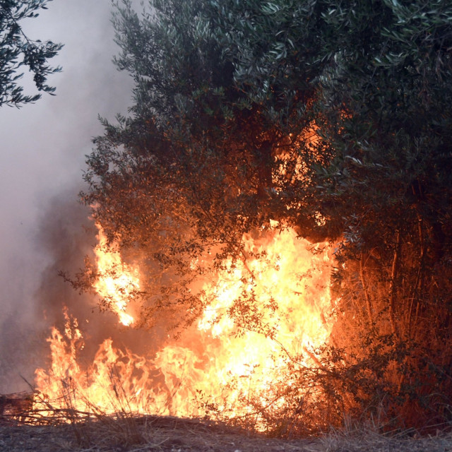 Φωτιά σε δασική έκταση στην Χαλκιδική