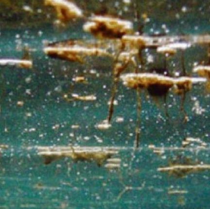 Ostreopsis ovata: Το τοξικό φύκι που έχει εισβάλει στη Μεσόγειο - Επιπτώσεις και κίνδυνοι