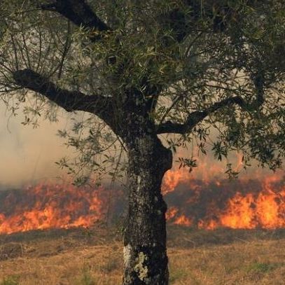 Ευρώπη: Καύσωνας και ξηρασία εκτοξεύουν την τιμή του ελαιολάδου