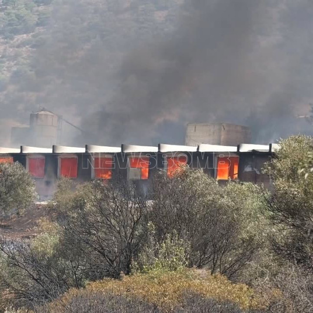 Φωτιά στον Κουβαρά: Εικόνες και βίντεο από την καμένη κτηνοτροφική μονάδα