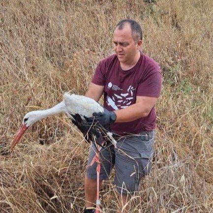Πελαργός από την Πολωνία εντοπίστηκε τραυματισμένος στον Έβρο