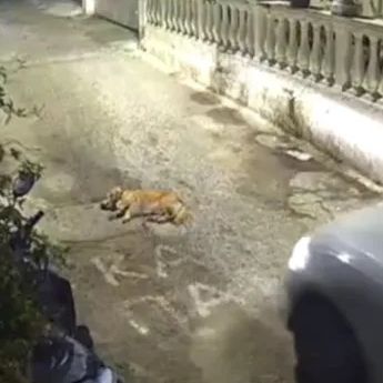 Κέρκυρα: Στον εισαγγελέα ο άνδρας που συνελήφθη για τον θάνατο σκύλου - Τι προβλέπει ο νόμος