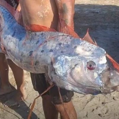 Ξεβράστηκε νεκρό «ψάρι της Αποκάλυψης» σε παραλία της Ινδονησίας και οι θρύλοι... ξύπνησαν