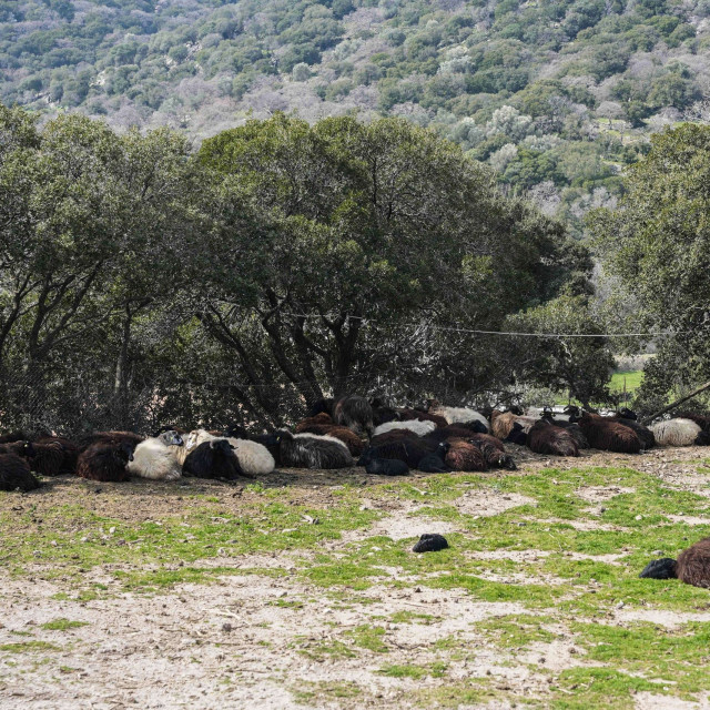 Μυτιλήνη: Στο υπουργείο Εθνικής Άμυνας η διαχείριση ελέγχων για τον αφθώδη πυρετό - Τι αλλάζει