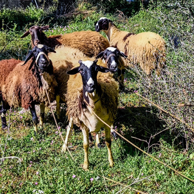 Κτηνοτρόφοι: Υποχρεωτική η τοποθέτηση ηλεκτρονικού βώλου σε όλα τα αιγοπρόβατα από το 2027