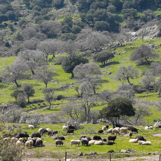 Μυτιλήνη: Μέχρι την Παρασκευή ανοίγει η πλατφόρμα καταβολής αποζημιώσεων για τα θανατωθέντα ζώα