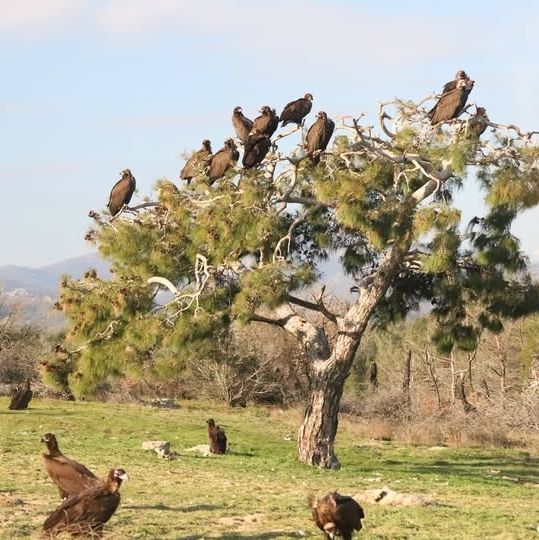 Δαδιά: Μαυρόγυπες «κατακλύζουν» τα κλαδιά ενός πεύκου - Το μοναδικό στιγμιότυπο