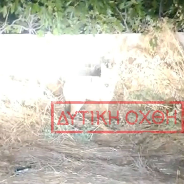 Συναγερμός στη Φυλή: Λύκος έφτασε μέχρι παιδική χαρά μέσα στον οικιστικό ιστό