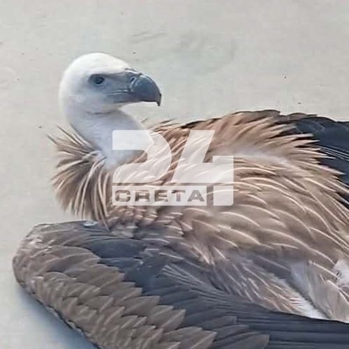 Ηράκλειο: Γύπας «προσγειώθηκε» στον Τσούτσουρα