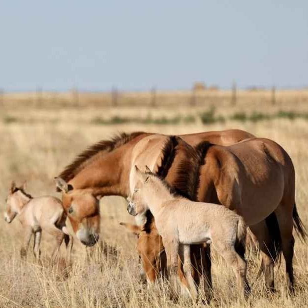 Τα άγρια άλογα επέστρεψαν στο Καζακστάν έπειτα από 200 χρόνια 