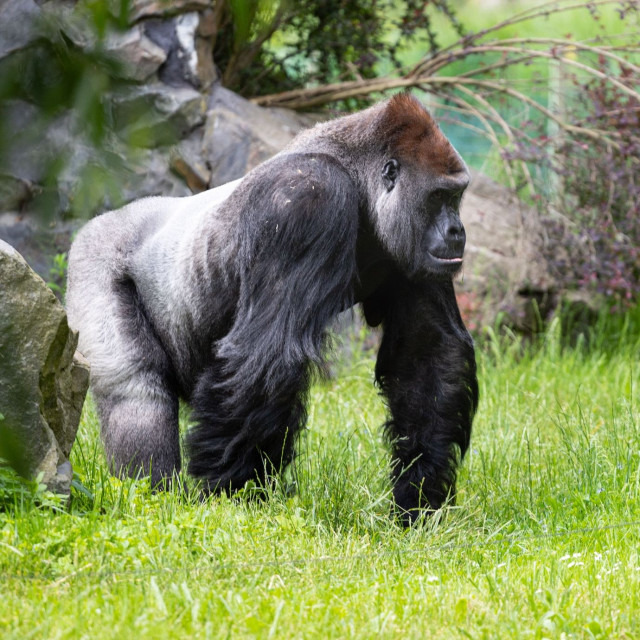 Μπακάρι: Ο νέος αρχηγός γορίλας του Animal Kingdom της Disney υποβλήθηκε σε έλεγχο «ευεξίας»