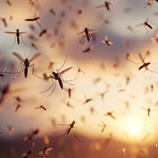 Λισαβόνα: 30.000 αποστειρωμένα κουνούπια κατά του ασιατικού κουνουπιού τίγρης