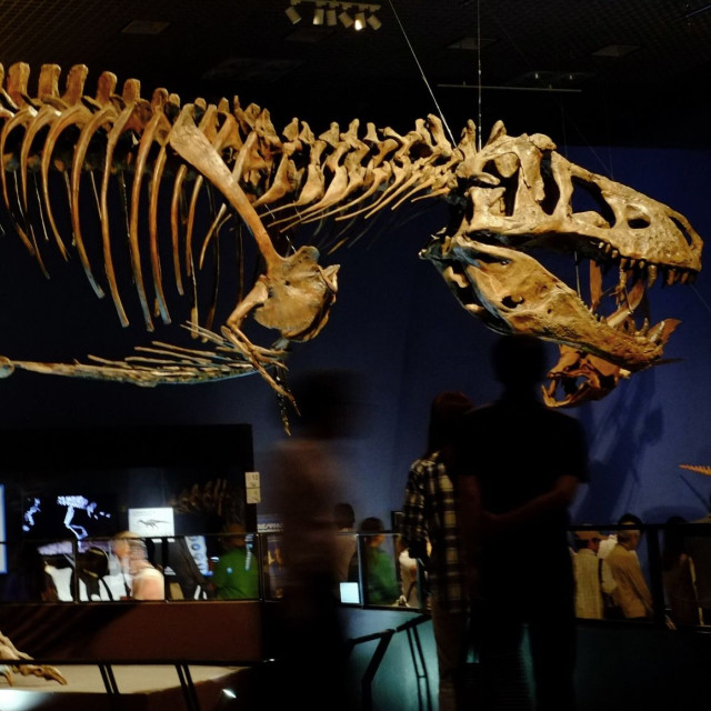 Το σπασμένο πλευρό του μεγαλύτερου T-Rex στον κόσμο έκρυβε ένα μυστικό 66 εκατομμυρίων ετών