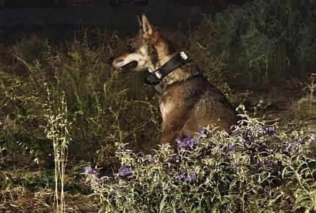 Καταδιώκουν τον λύκο της Πάρνηθας: Ξεκινά επιχείρηση για τον εντοπισμό του «εξοικειωμένου» ζώου μετά τις δύο επιθέσεις εναντίον ανθρώπων σε Κρυονέρι και Ολυμπιακό Χωριό