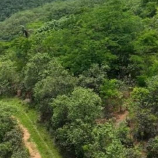 Οικογένεια φύτεψε 840.000 δέντρα σε παλιά βοσκοτόπια: 25 χρόνια μετά επέστρεψε ένα ζώο που είχε εξαφανιστεί από την περιοχή για πάνω από έναν αιώνα
