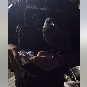 Το κοράκι που «εντάχθηκε» στη ΔΙΑΣ – Η τρυφερή ανάρτηση της ΕΛ.ΑΣ. για την Παγκόσμια Ημέρα των Ζώων