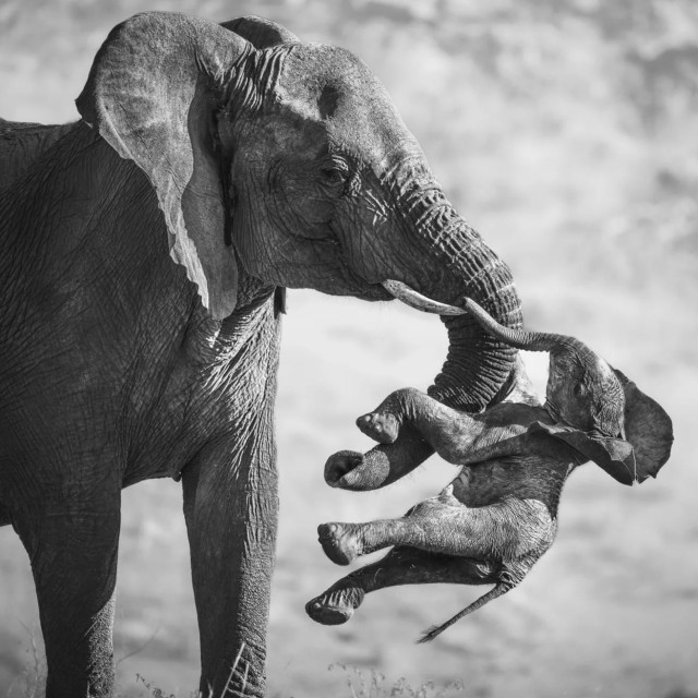 Wildlife Photographer: Νικήτρια η σπαρακτική φωτογραφία ενός ελέφαντα που κρατάει το νεκρό μικρό του