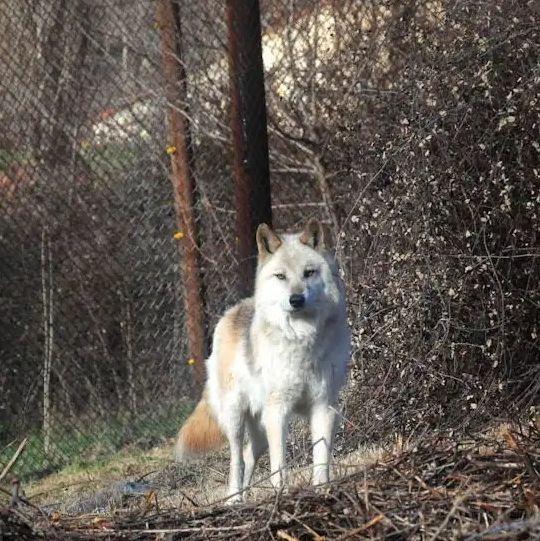 Σουηδία: Η κυβέρνηση ορίζει μια ποσόστωση 72 λύκων προς θανάτωση για το 2027