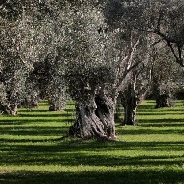 Μαθητές στα Γιαννιτσά μετατρέπουν πάρκο της πόλης σε ελαιώνα
