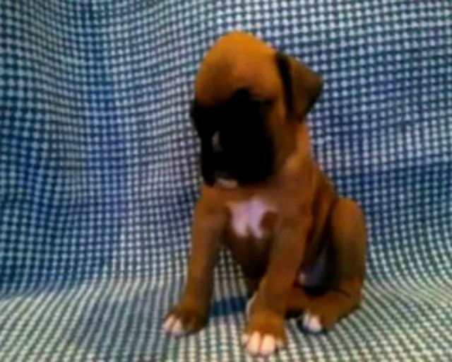 Το κουταβάκι που σιχαίνεται το πρωινό ξύπνημα!