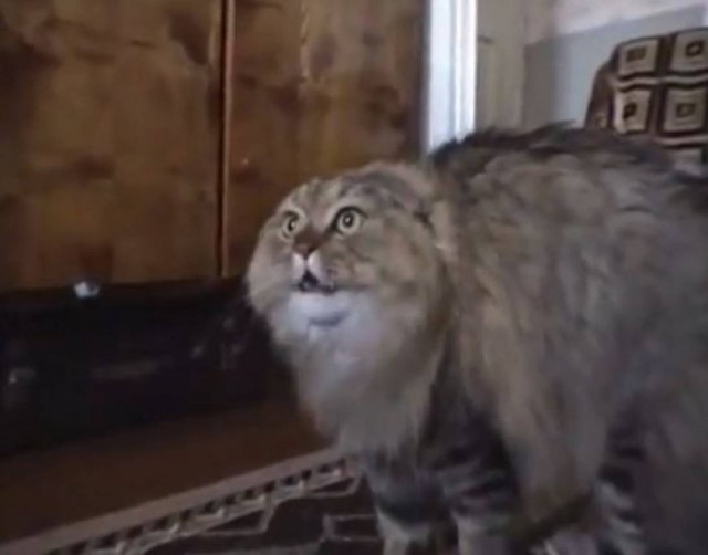 Η γάτα που λέει "Νο"