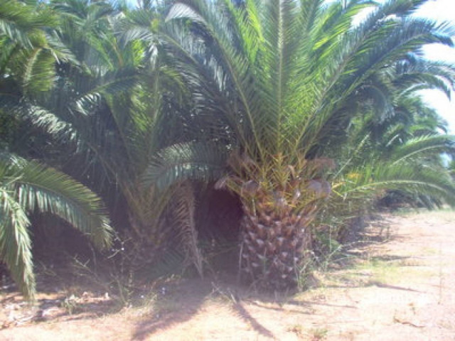 Αγνοεί την Κομισιόν η νομαρχία Ηλείας