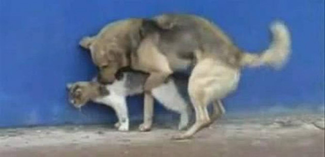 Και τα ζώα μπερδεύονται...