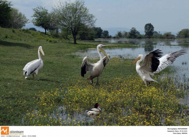 Αφανισμός για ένα στα 5 ζώα και φυτά