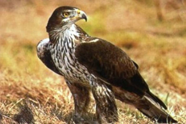 Αετός ...χωρίς φτερά