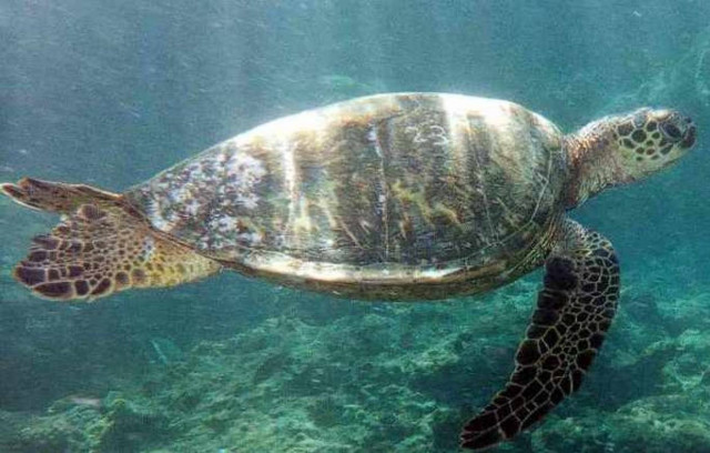 Ο βρώμικος Βυθός σκοτώνει