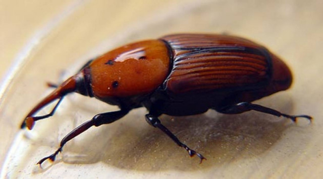 Το κόκκινο σκαθάρι «τρώει» τα Χανιά