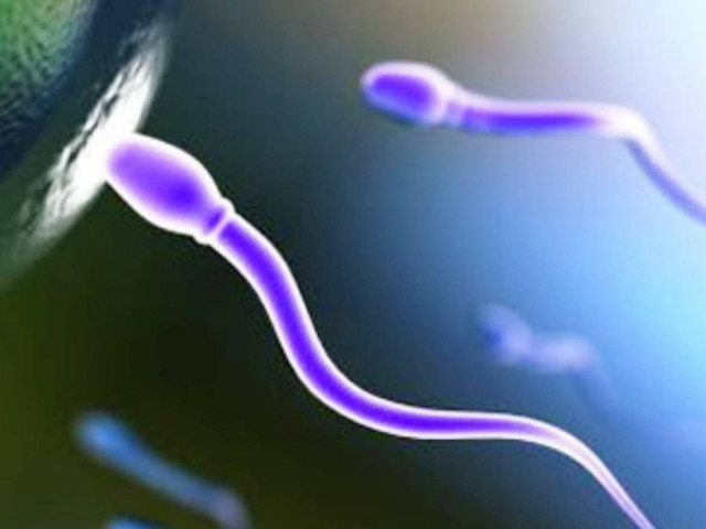 Το αντρικό όργανο έχει αυτό το σχήμα, γιατί...